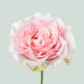 Rose Country Spirit Peonia (20 Stems)