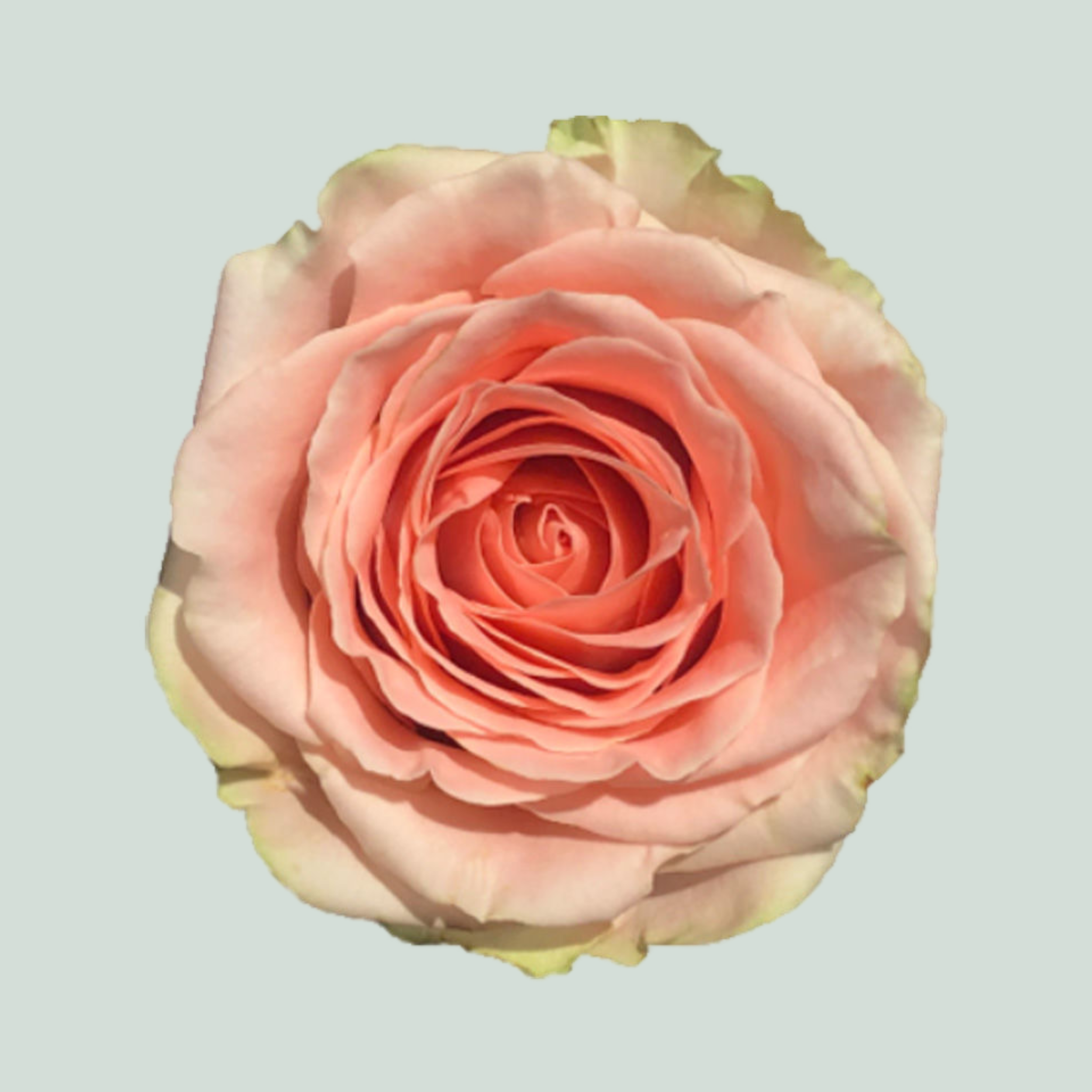Rose - Rosa - Doris Day