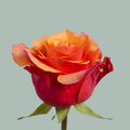 Rose - Rosa - España