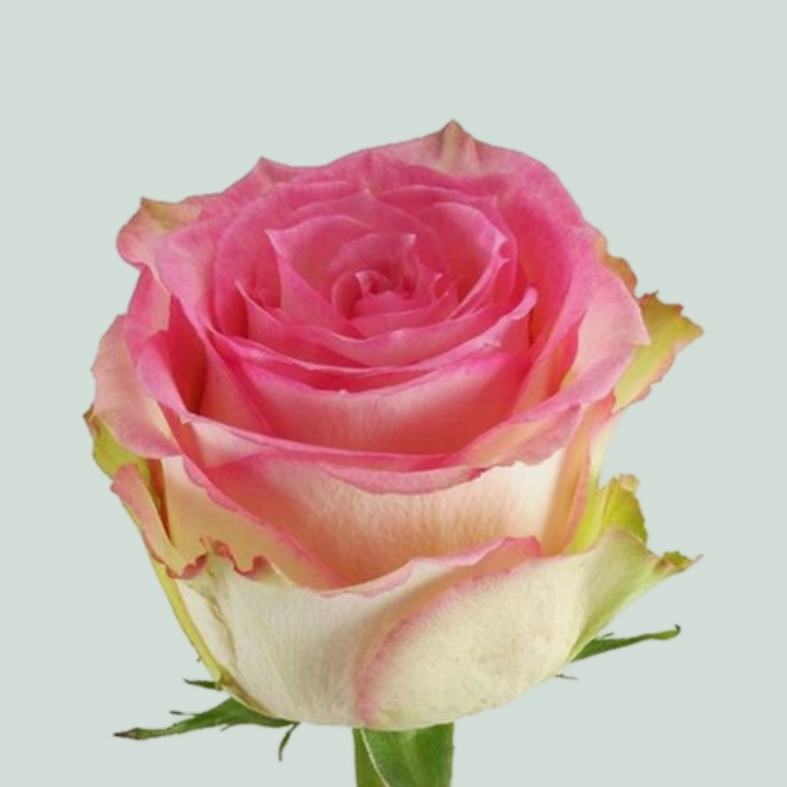 Rose - Rosa - Esperance