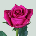 Rose Ever Pink (20 Stems)