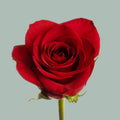 Rose Freedom