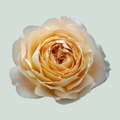 Rose Garden Caramel Antike (24 Stems)