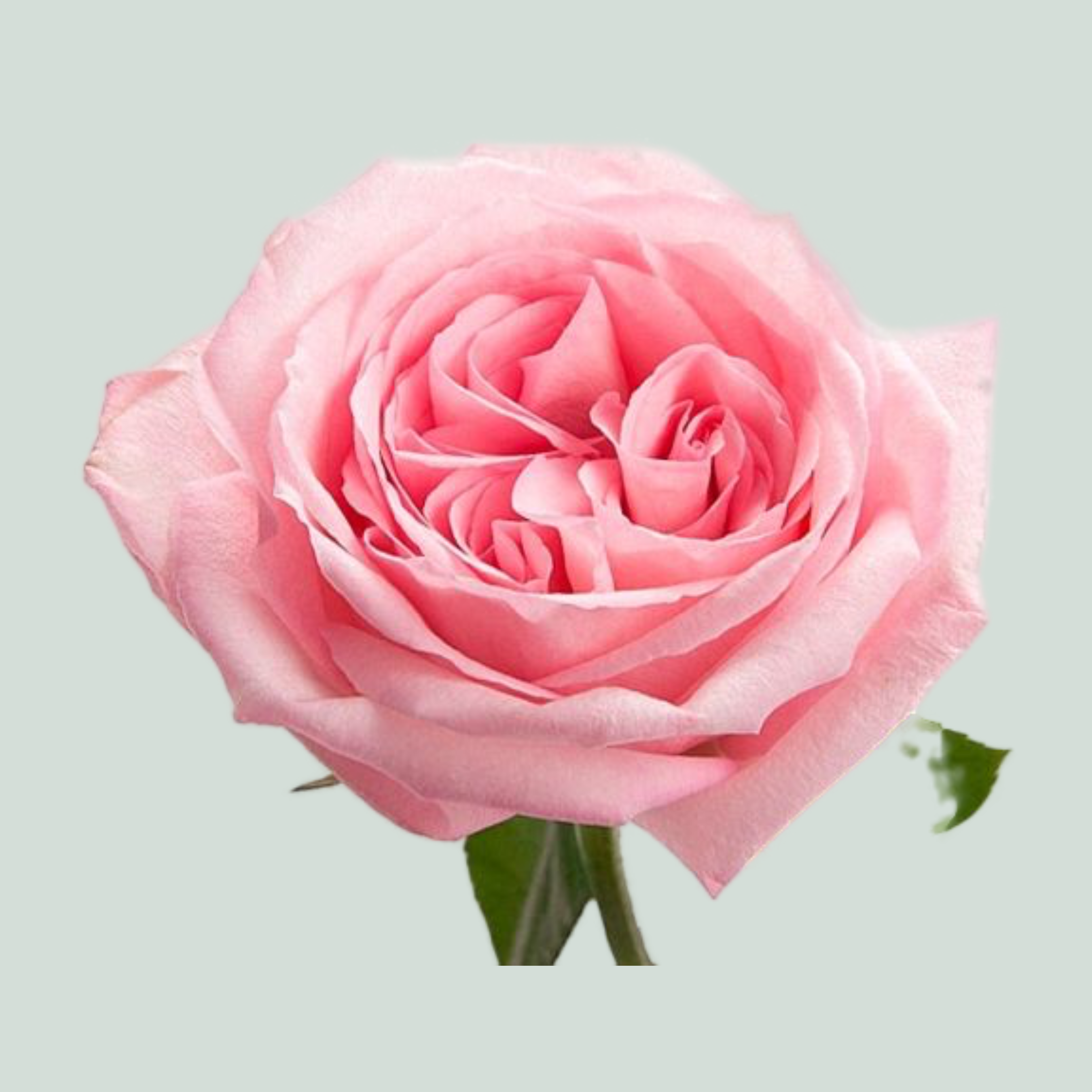 Rose - Rosa - O'Hara