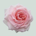 Rose Garden Prince Jardinier (24 Stems)