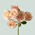 Rose Garden Sahara (24 Stems)
