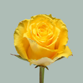 Rose - Rosa - Good Times