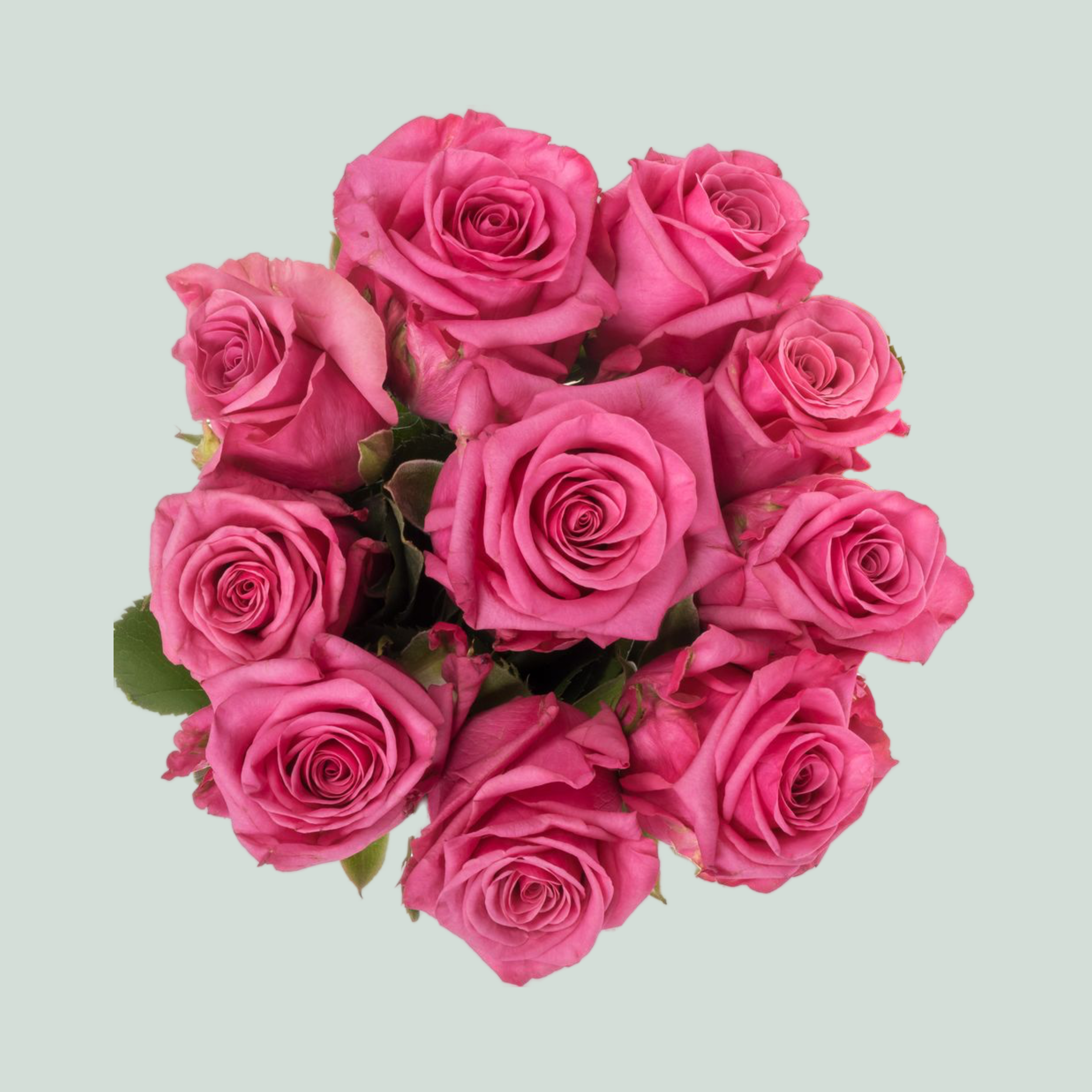 Rose - Rosa - Kiss Me Kate