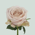 Rose La Vida Loca (20 Stems)