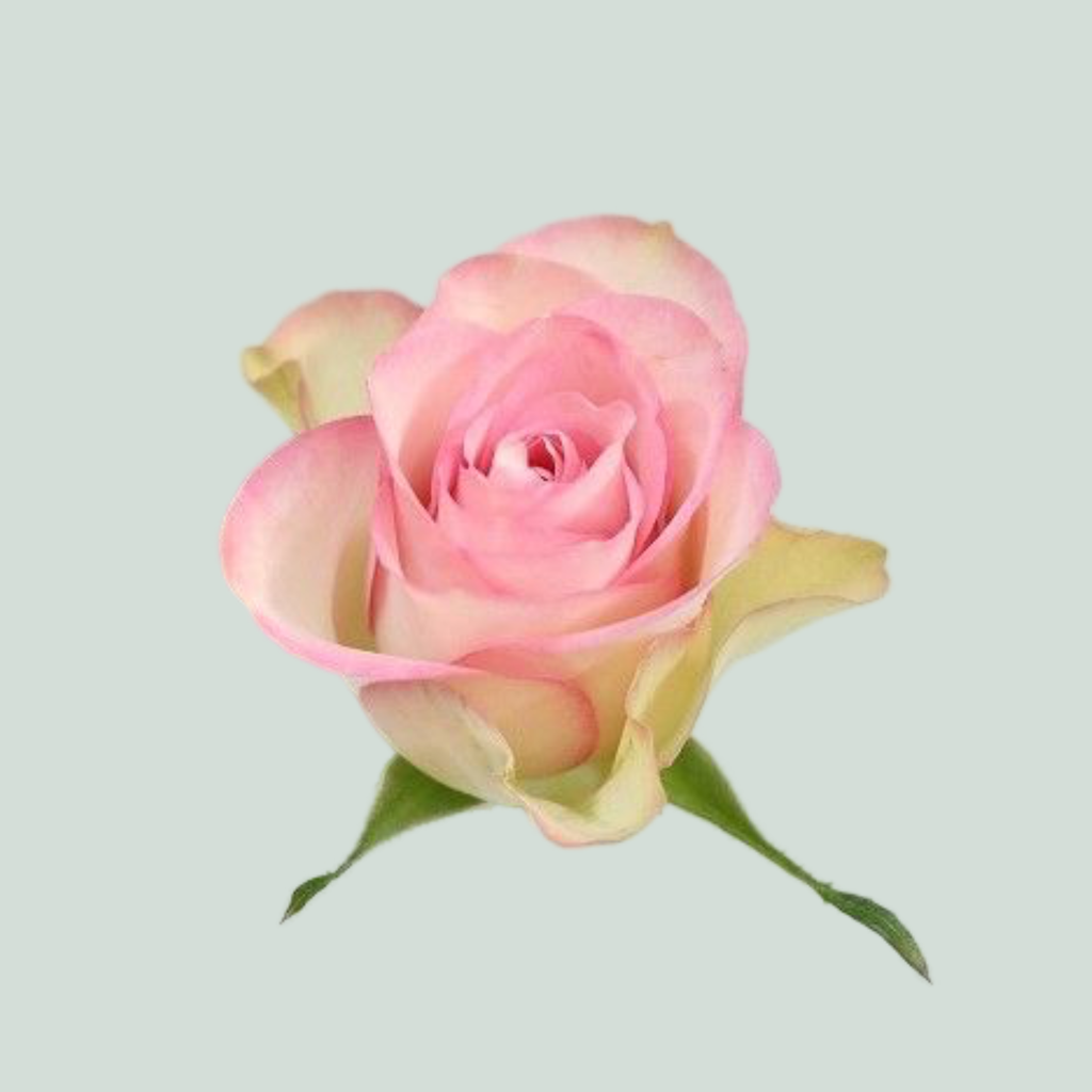 Rose - Rosa - Lovely Jewel