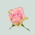 Rose - Rosa - Lovely Jewel
