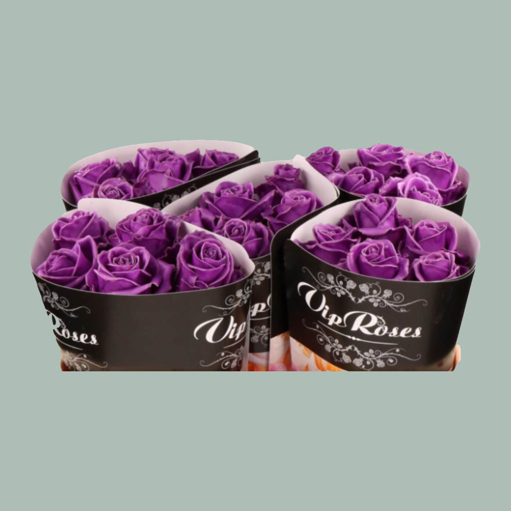 Rose Wax Purple (20 Stems)