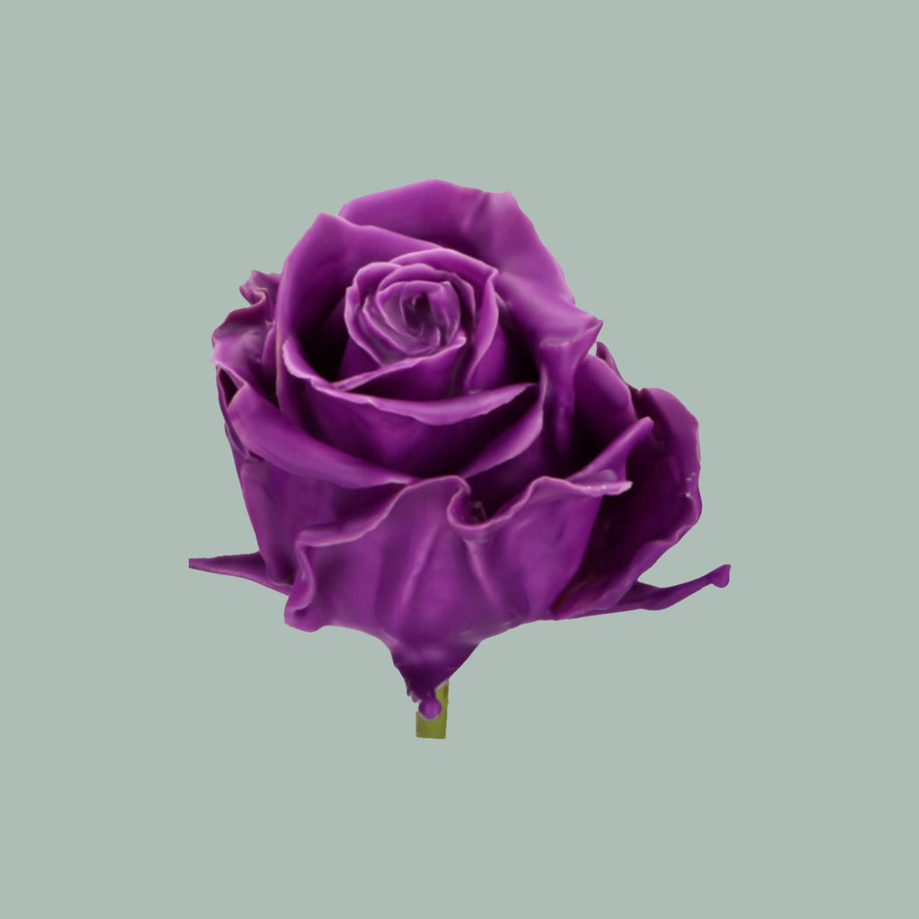 Rose Wax Purple (20 Stems)