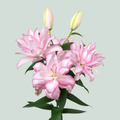 Lily Roselily Anouska (OR) (10 Stems)