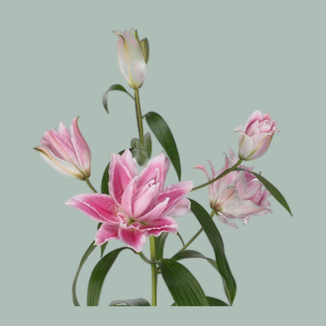 Lily Roselily Isabella (OR) (10 Stems)