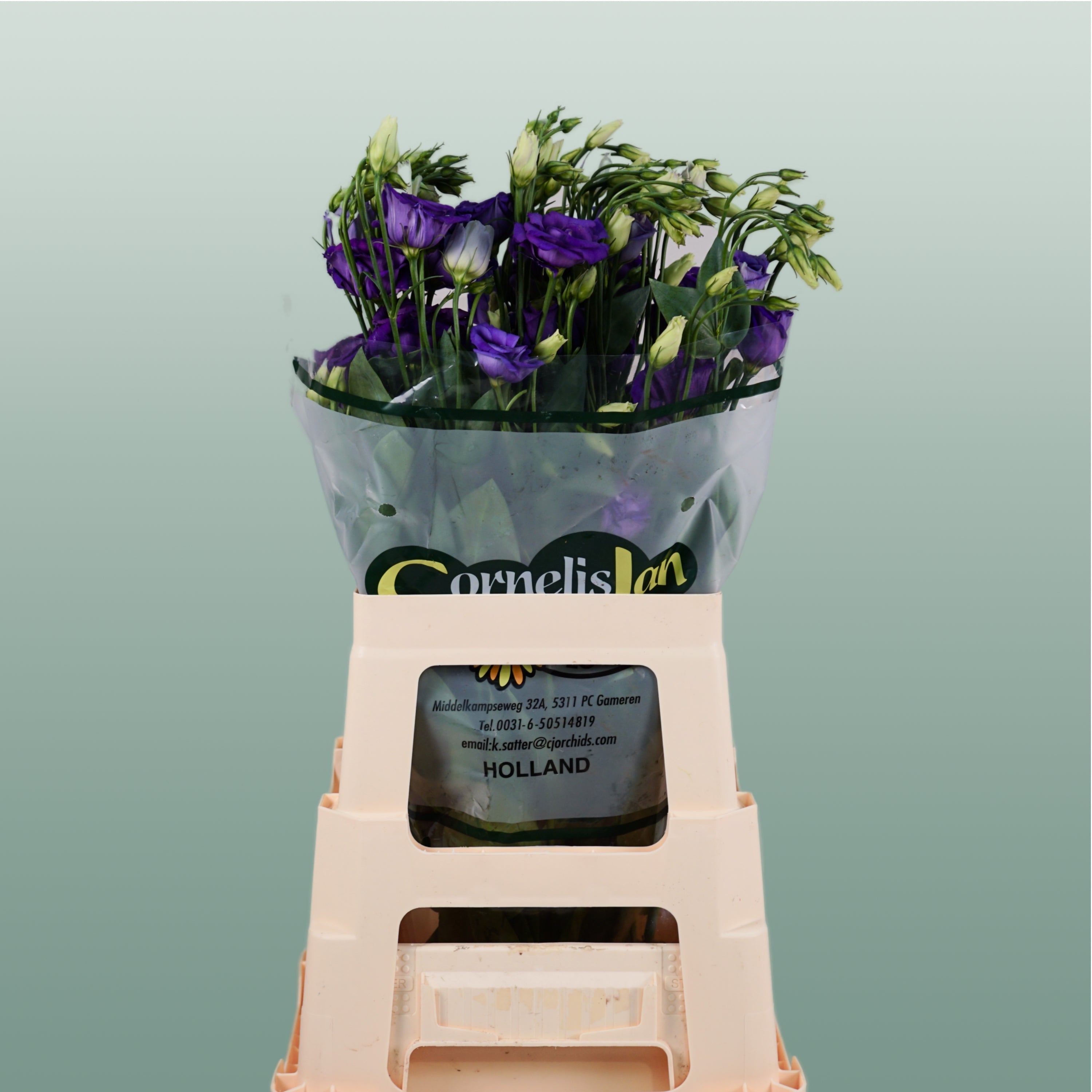 Lisianthus Rosita Blue