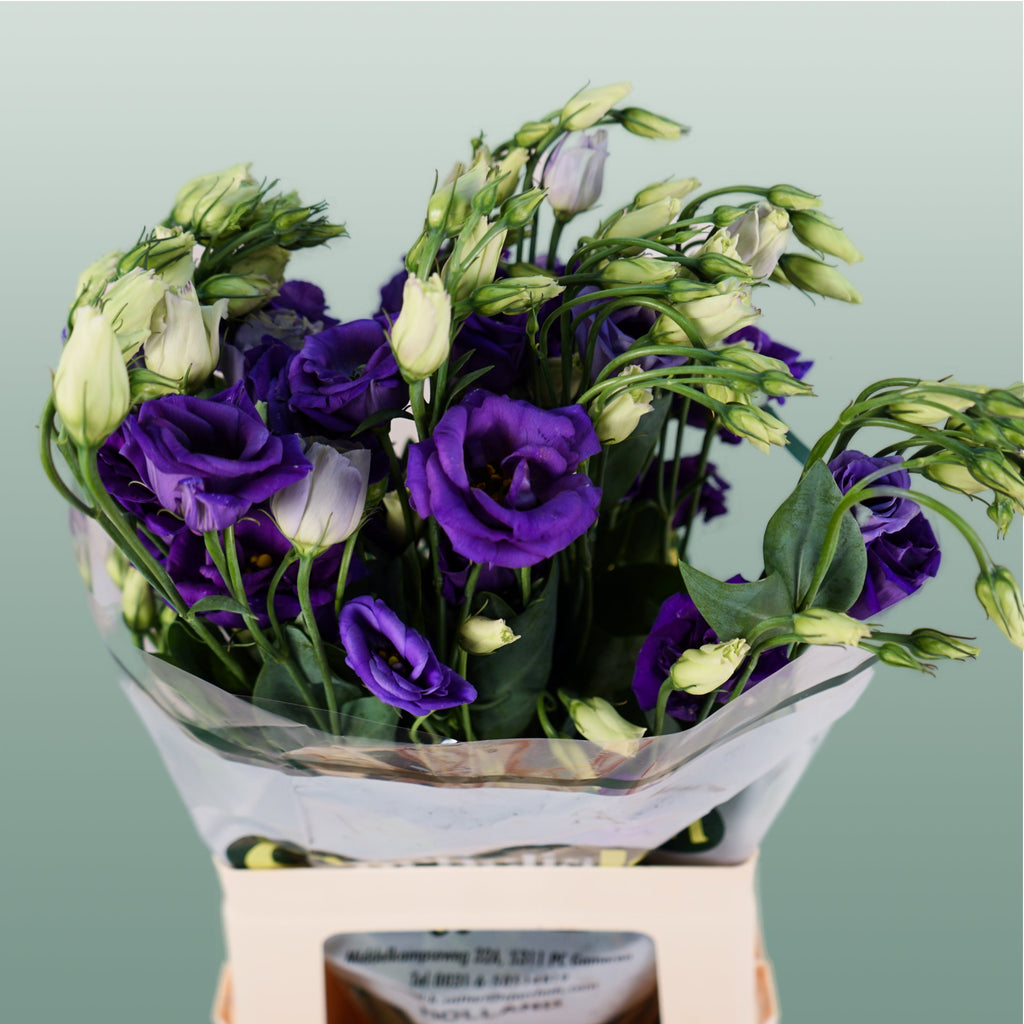 Lisianthus Rosita Blue