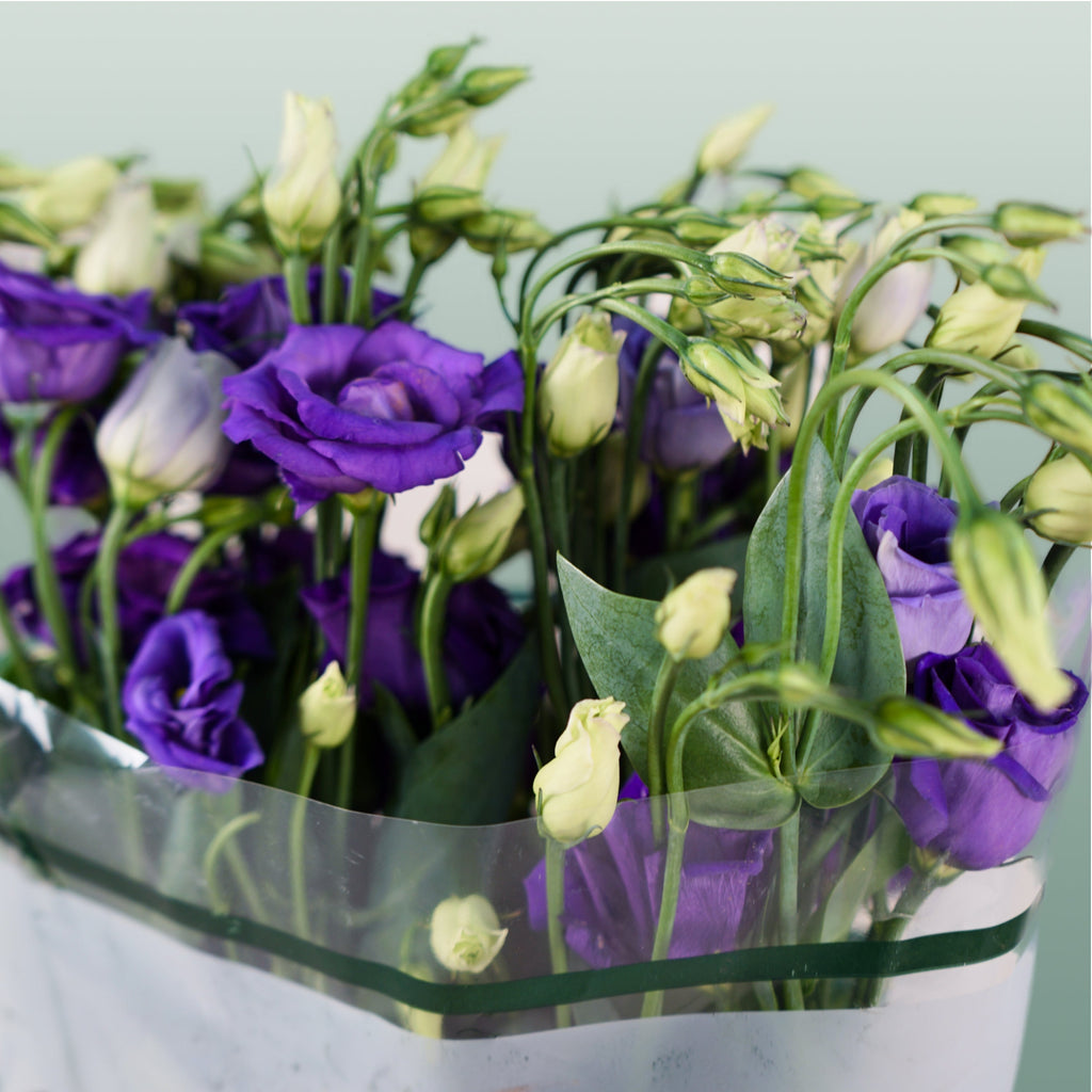 Lisianthus Rosita Blue