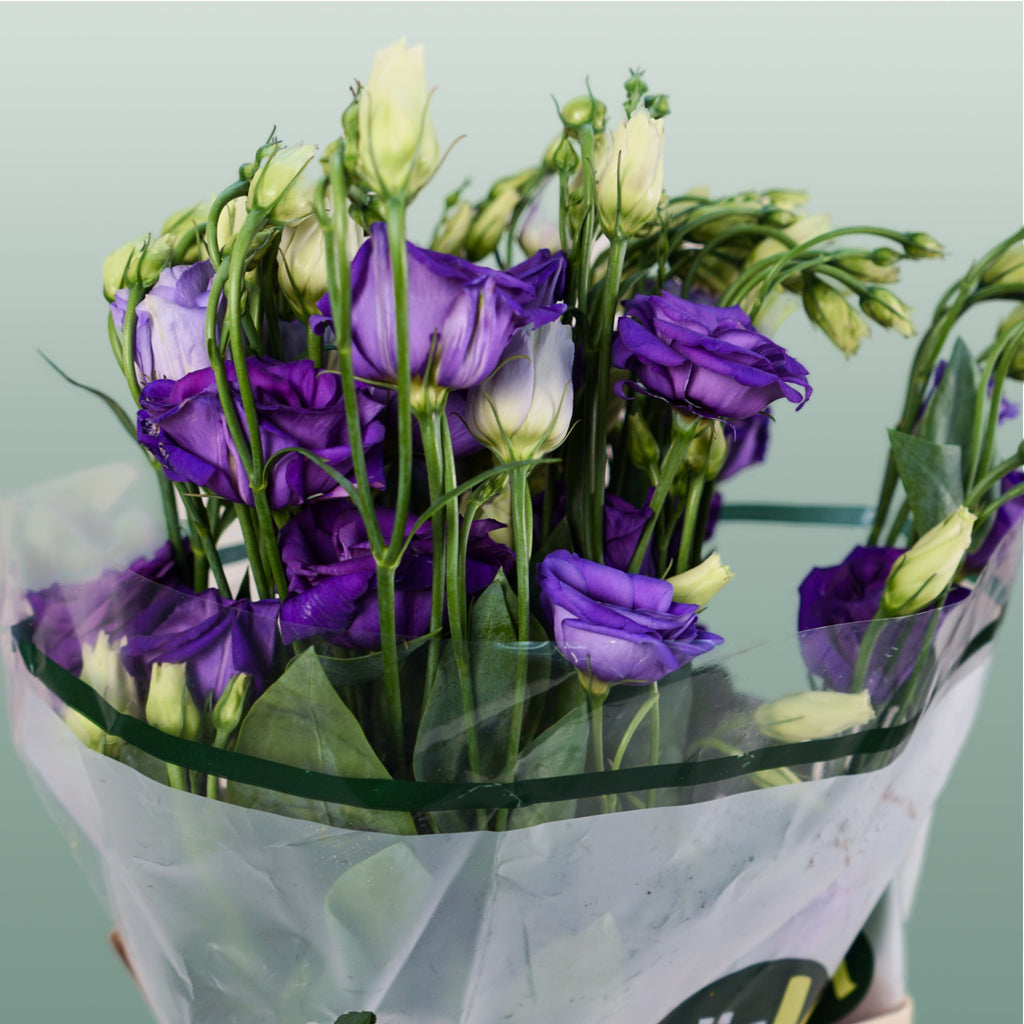 Lisianthus Rosita Blue