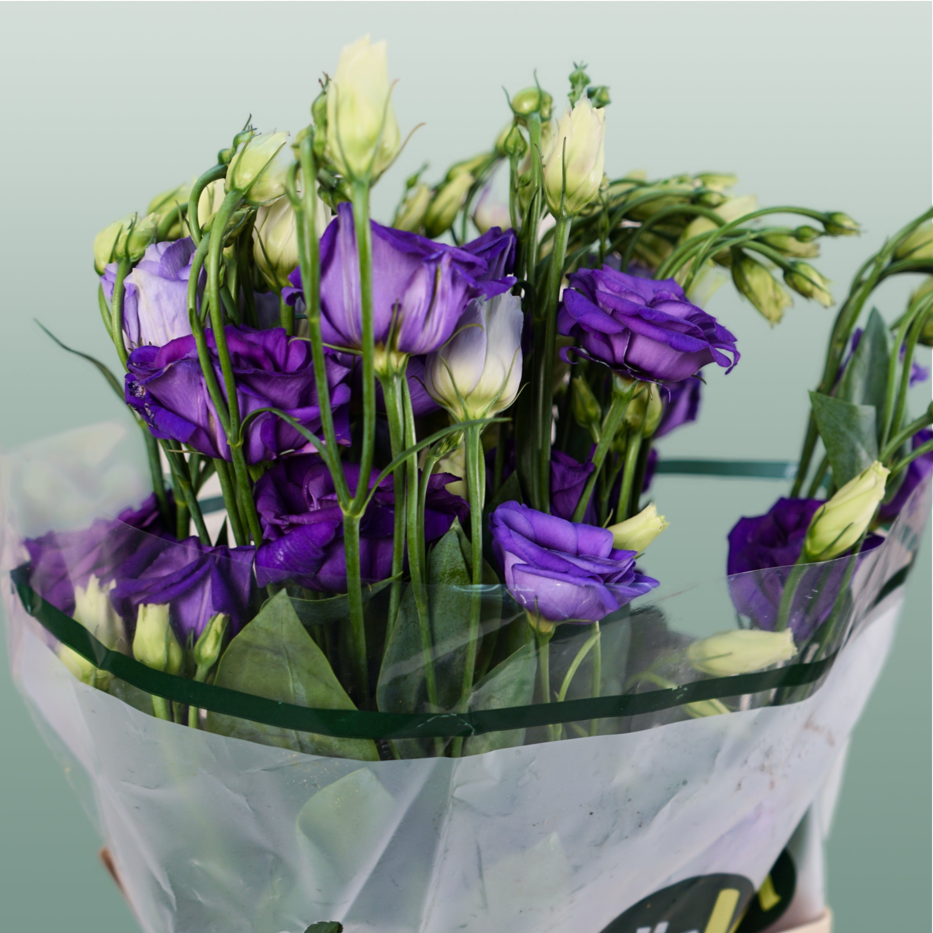 Lisianthus Rosita Blue
