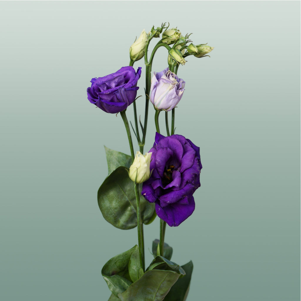 Lisianthus Rosita Blue