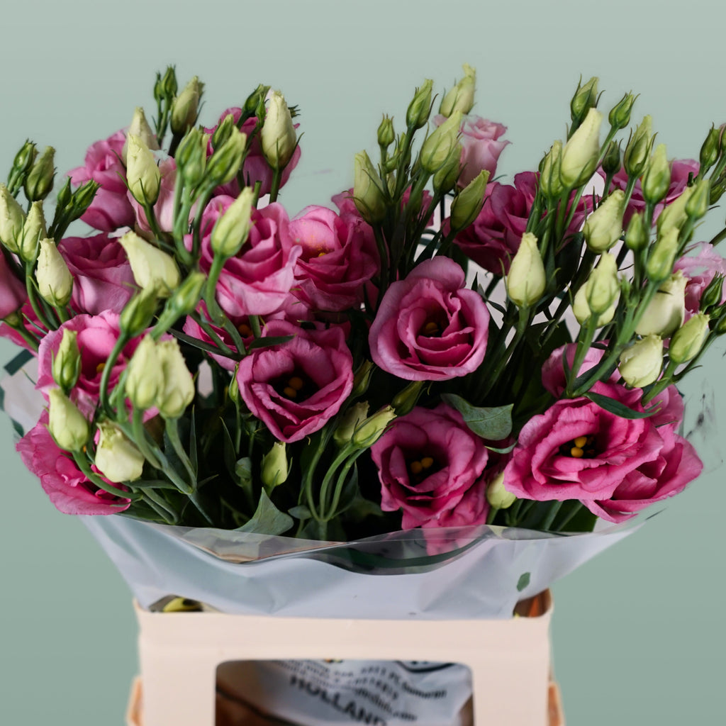 Lisianthus Rosita Champagne