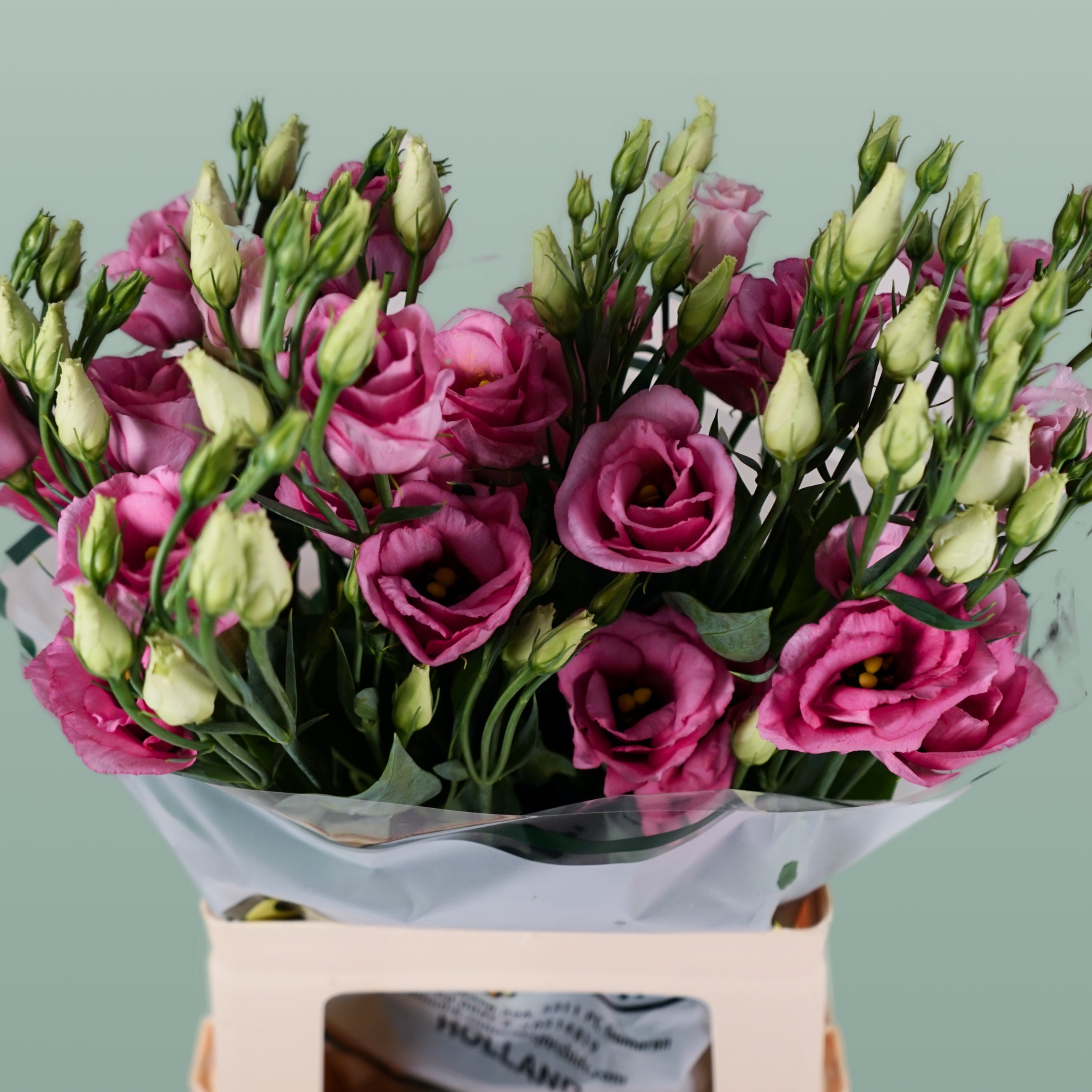 Lisianthus Rosita Champagne