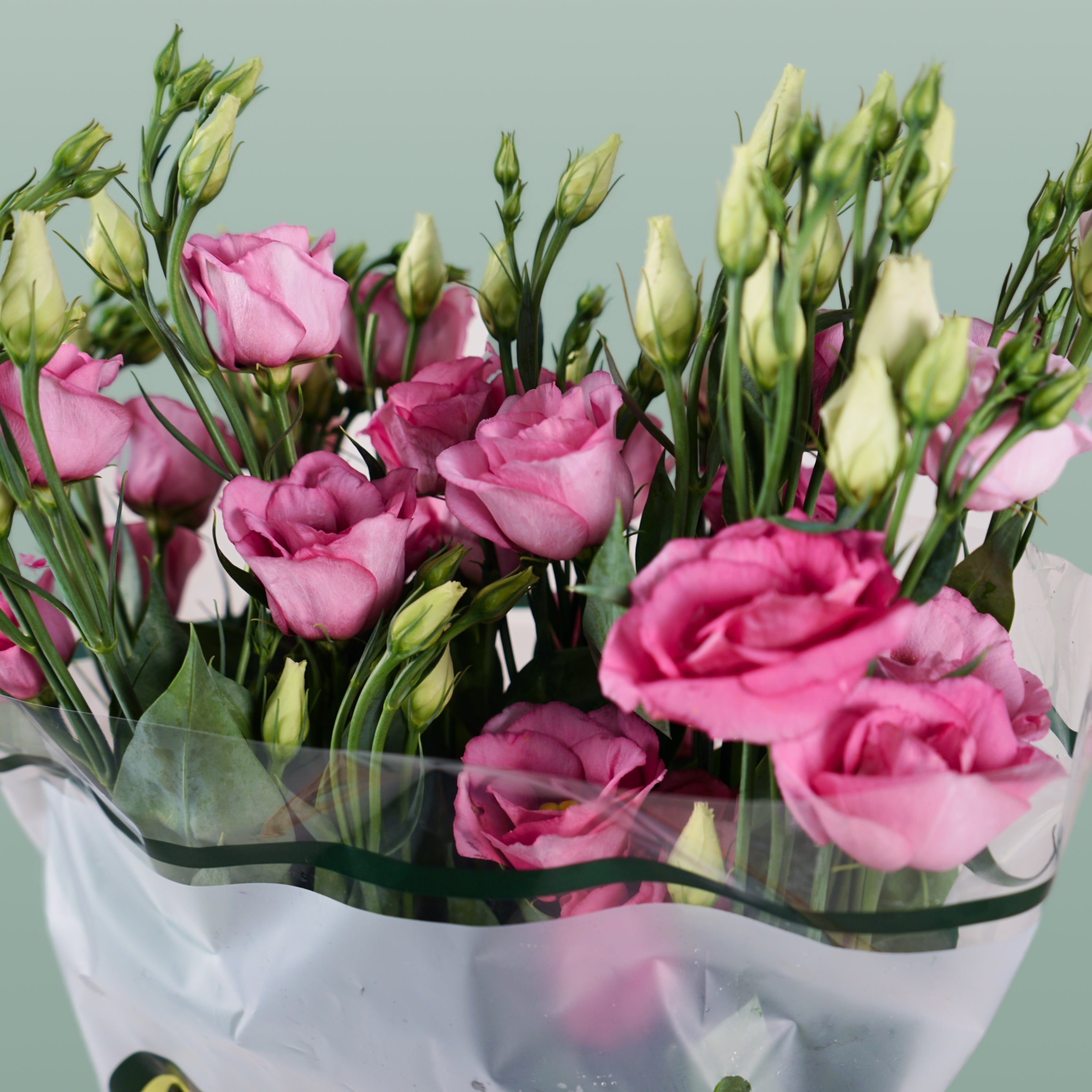 Lisianthus Rosita Champagne