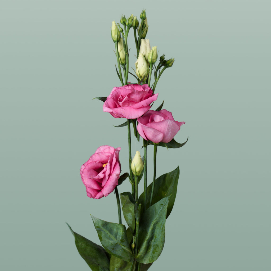 Lisianthus Rosita Champagne