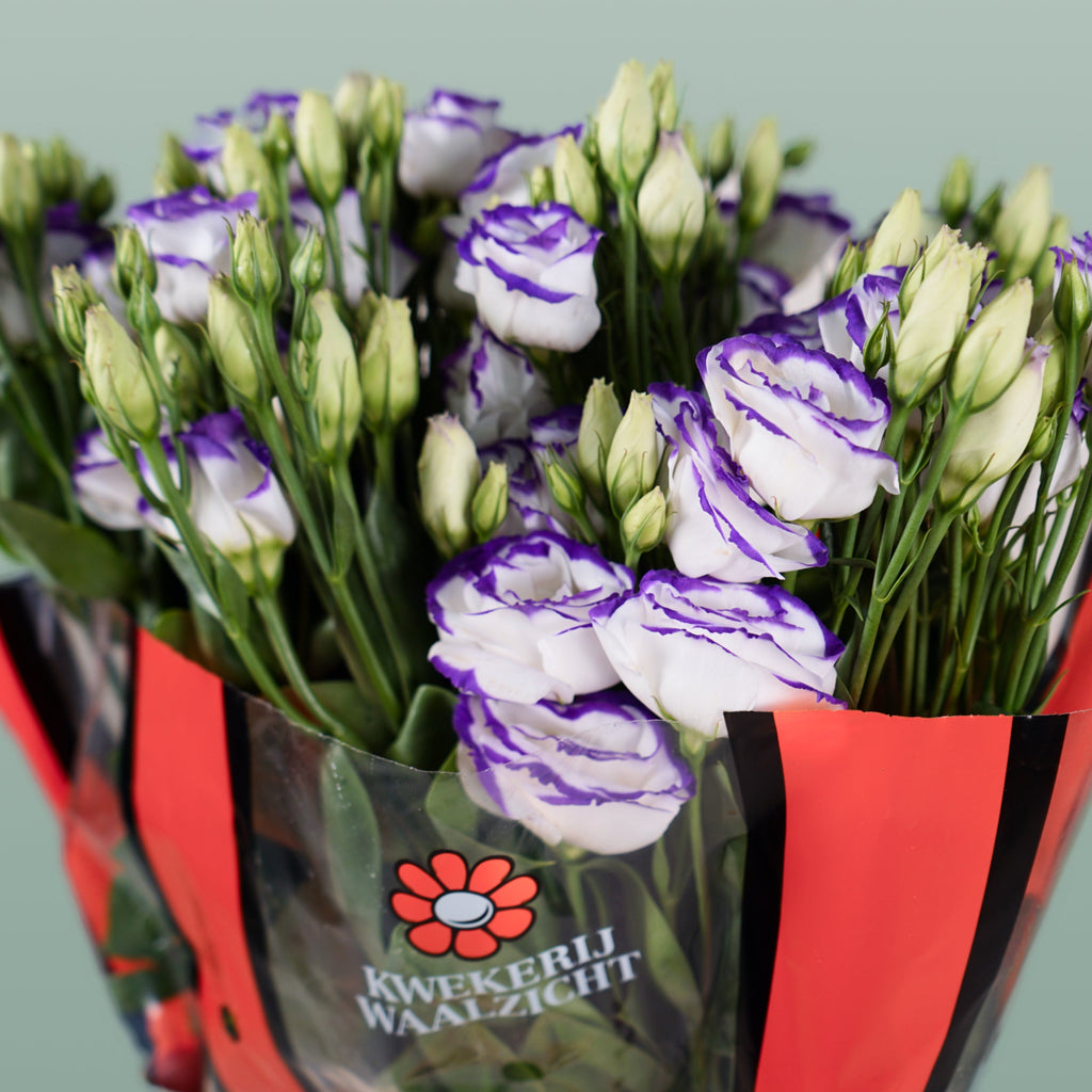 Lisianthus Rosita Blue Picotee