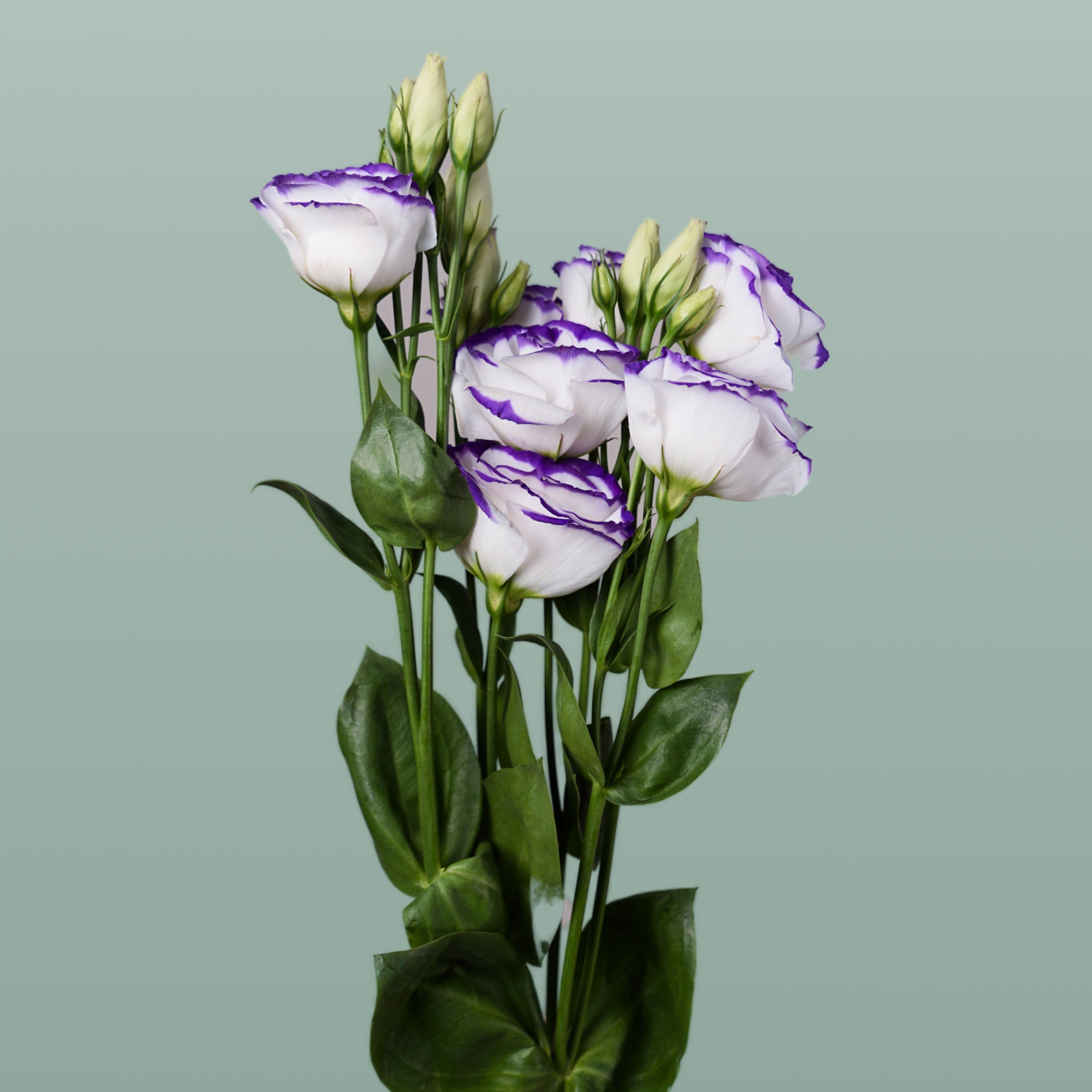 Lisianthus Rosita Blue Picotee