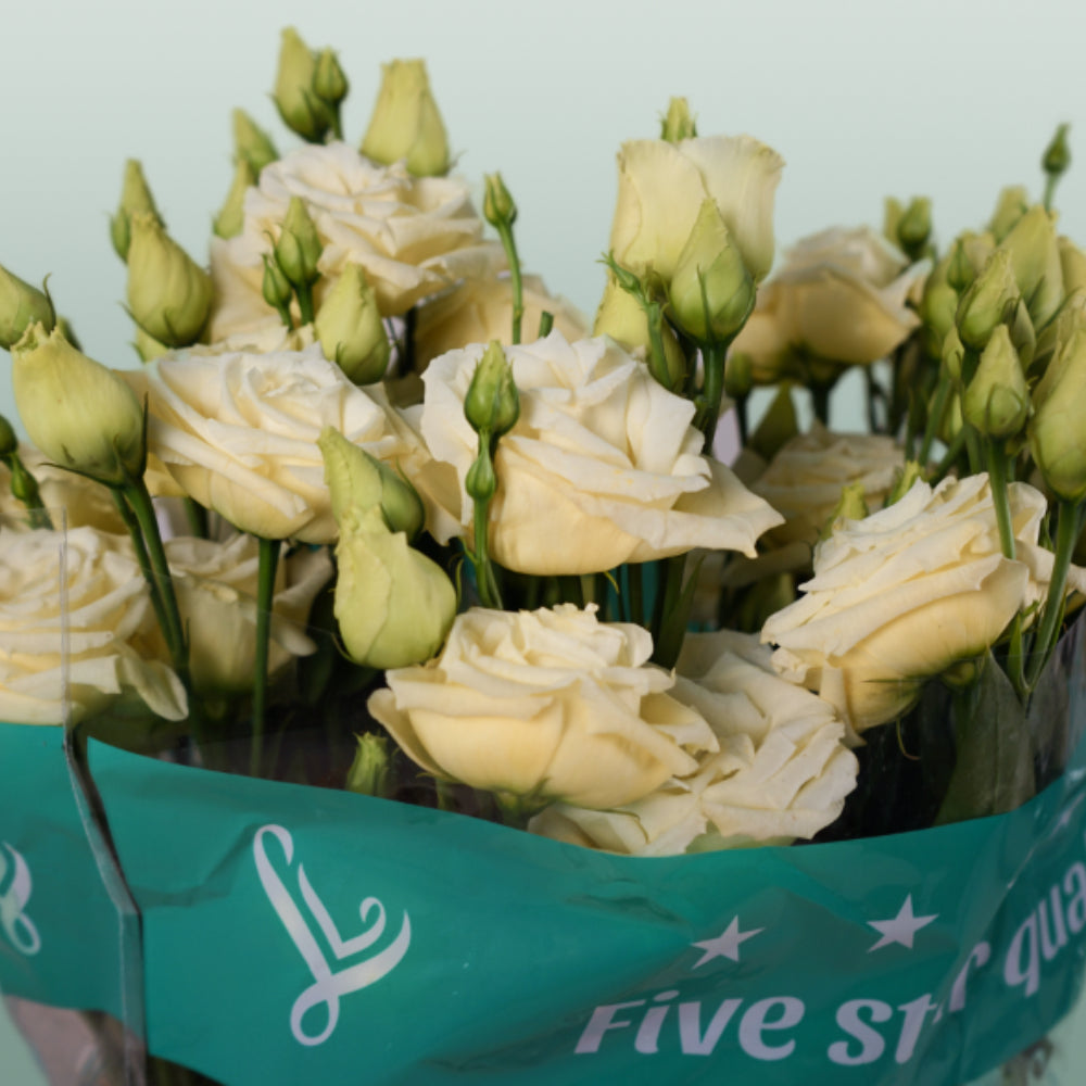 Lisianthus Rosita Yellow