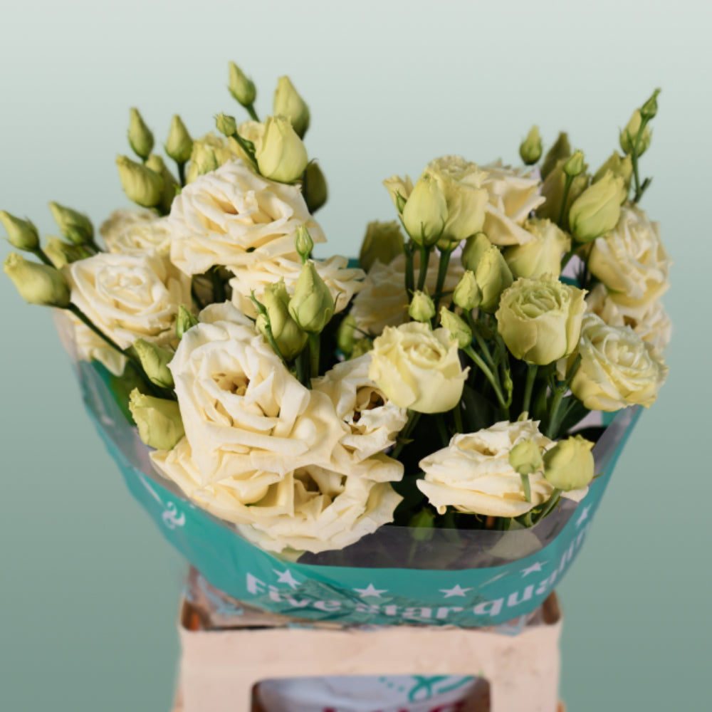 Lisianthus Rosita Yellow