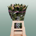 Chrysanthemum G Rossano Charlotte