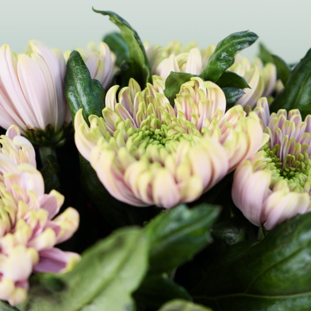 Chrysanthemum G Rossano Charlotte