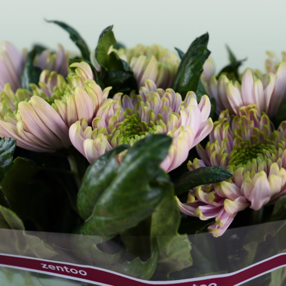 Chrysanthemum G Rossano Charlotte