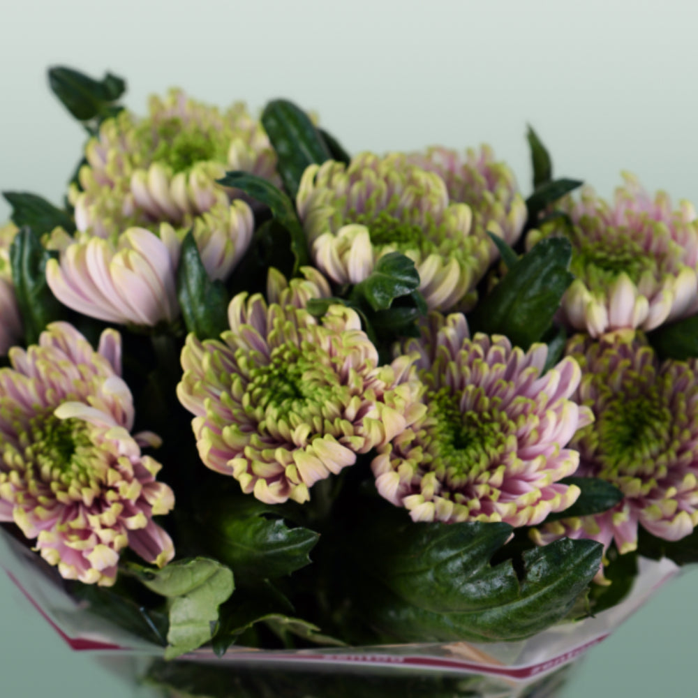 Chrysanthemum G Rossano Charlotte