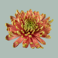 Chrysanthemum G Rossano Elizabeth