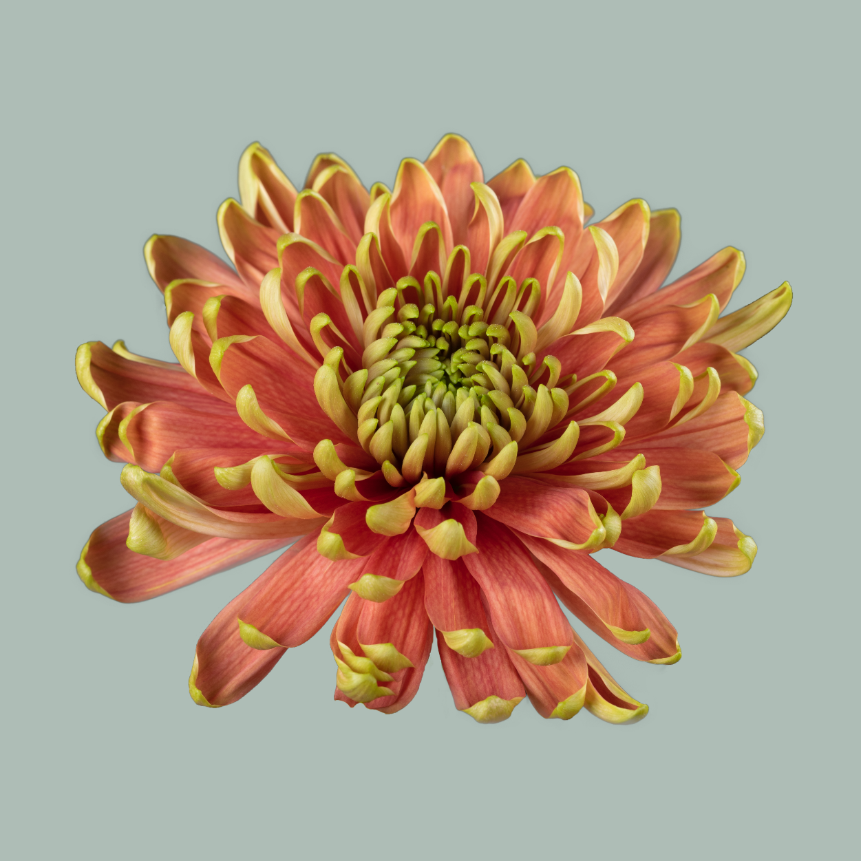 Chrysanthemum G Rossano Elizabeth