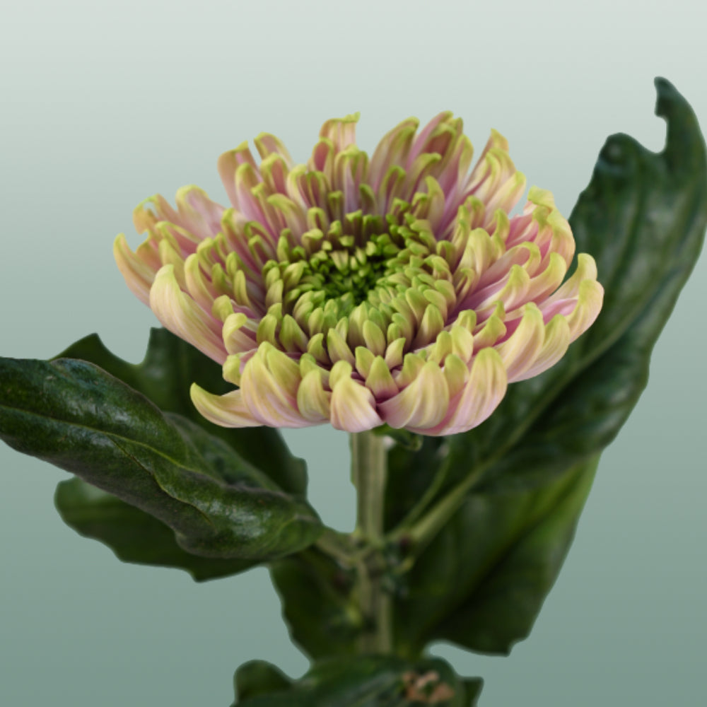 Chrysanthemum G Rossano Charlotte