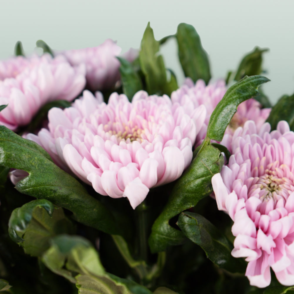Chrysanthemum - Chrysanthemum (Indicum Grp) - Delirossano