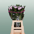 Chrysanthemum - Chrysanthemum (Indicum Grp) - Delirossano