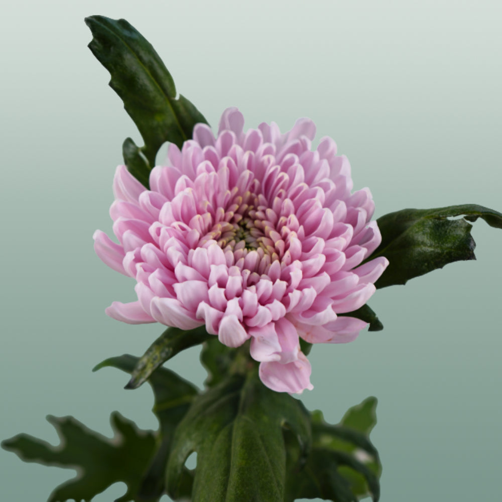 Chrysanthemum - Chrysanthemum (Indicum Grp) - Delirossano