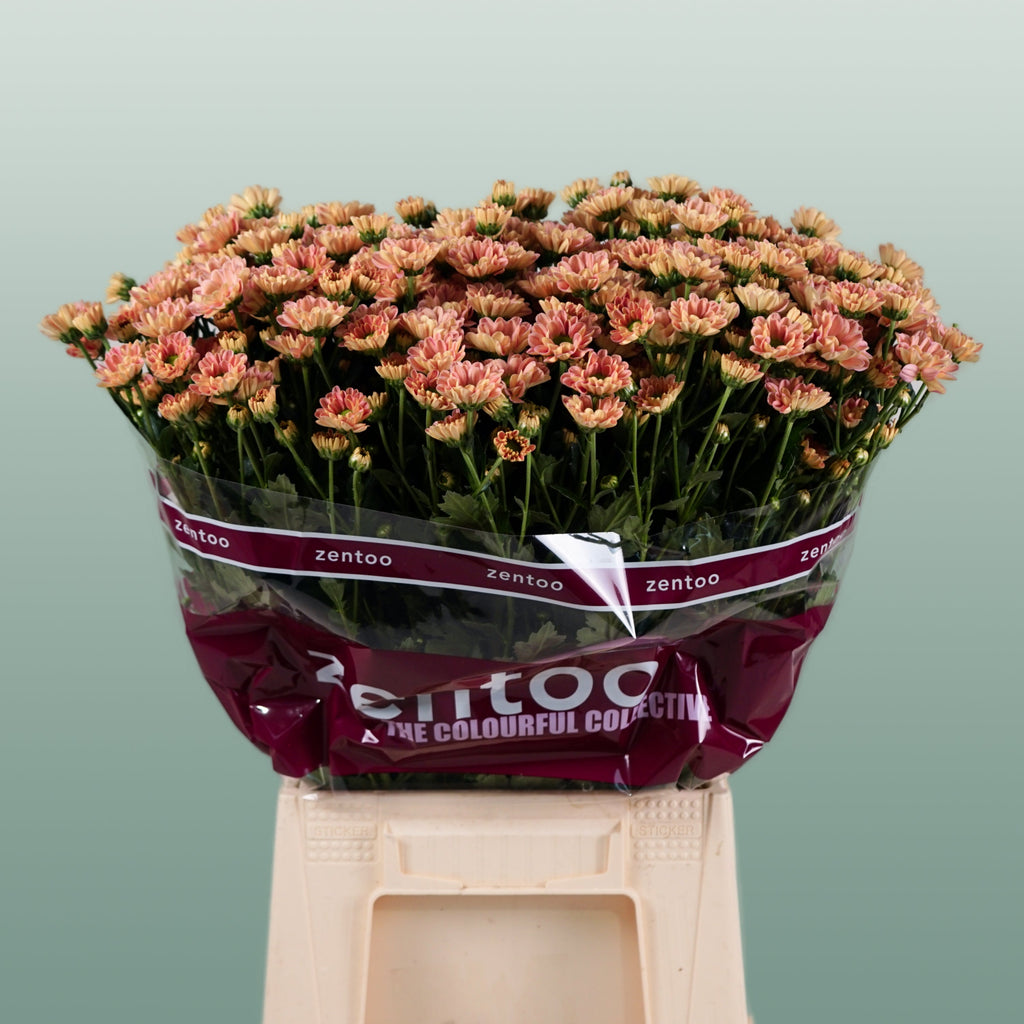 Santini Chrysanthemum - Chrysanthemum - Florossmok