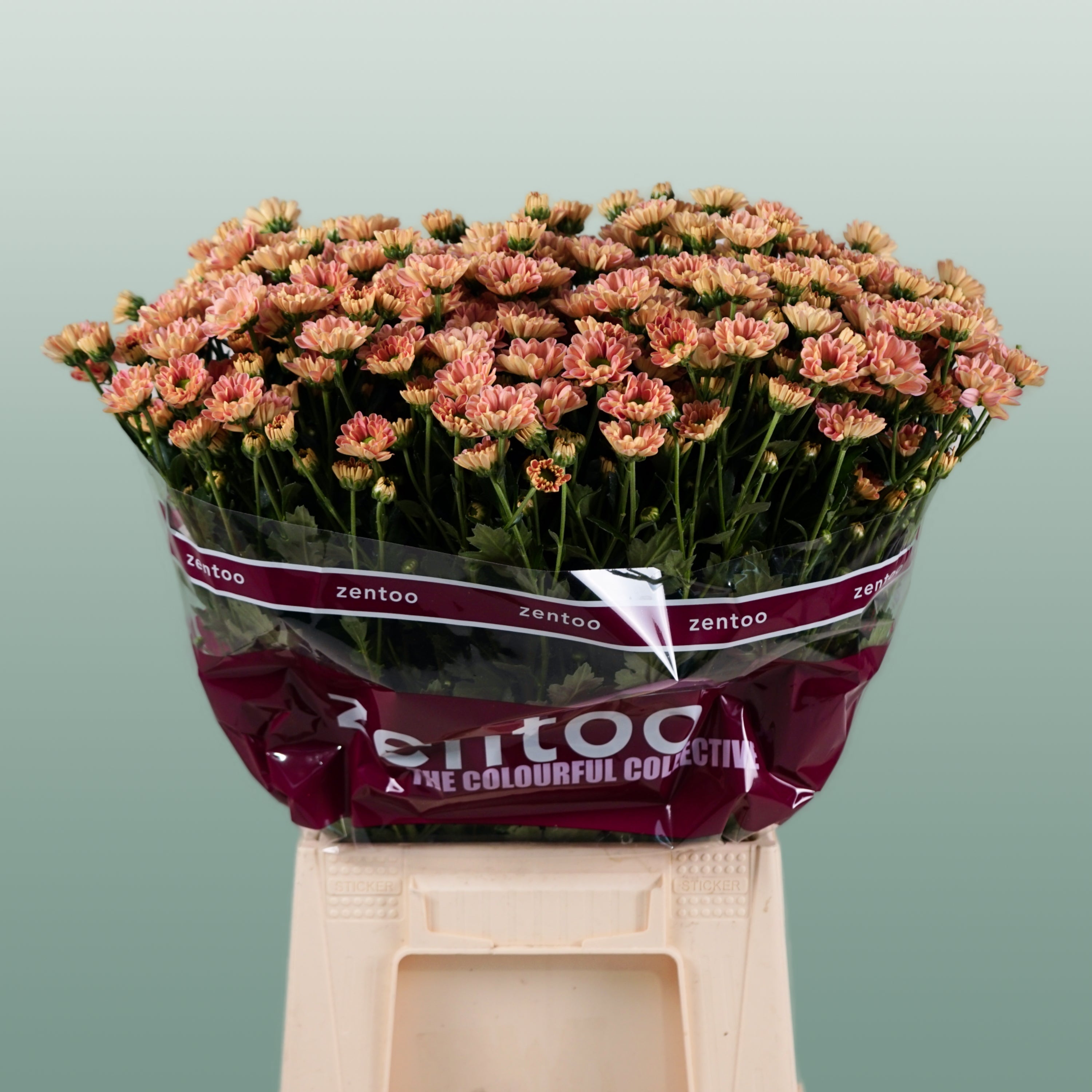 Santini Chrysanthemum - Chrysanthemum - Florossmok