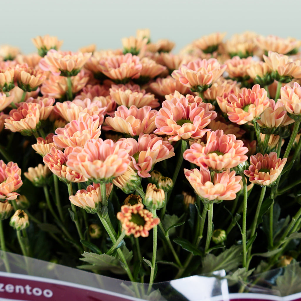 Santini Chrysanthemum - Chrysanthemum - Florossmok