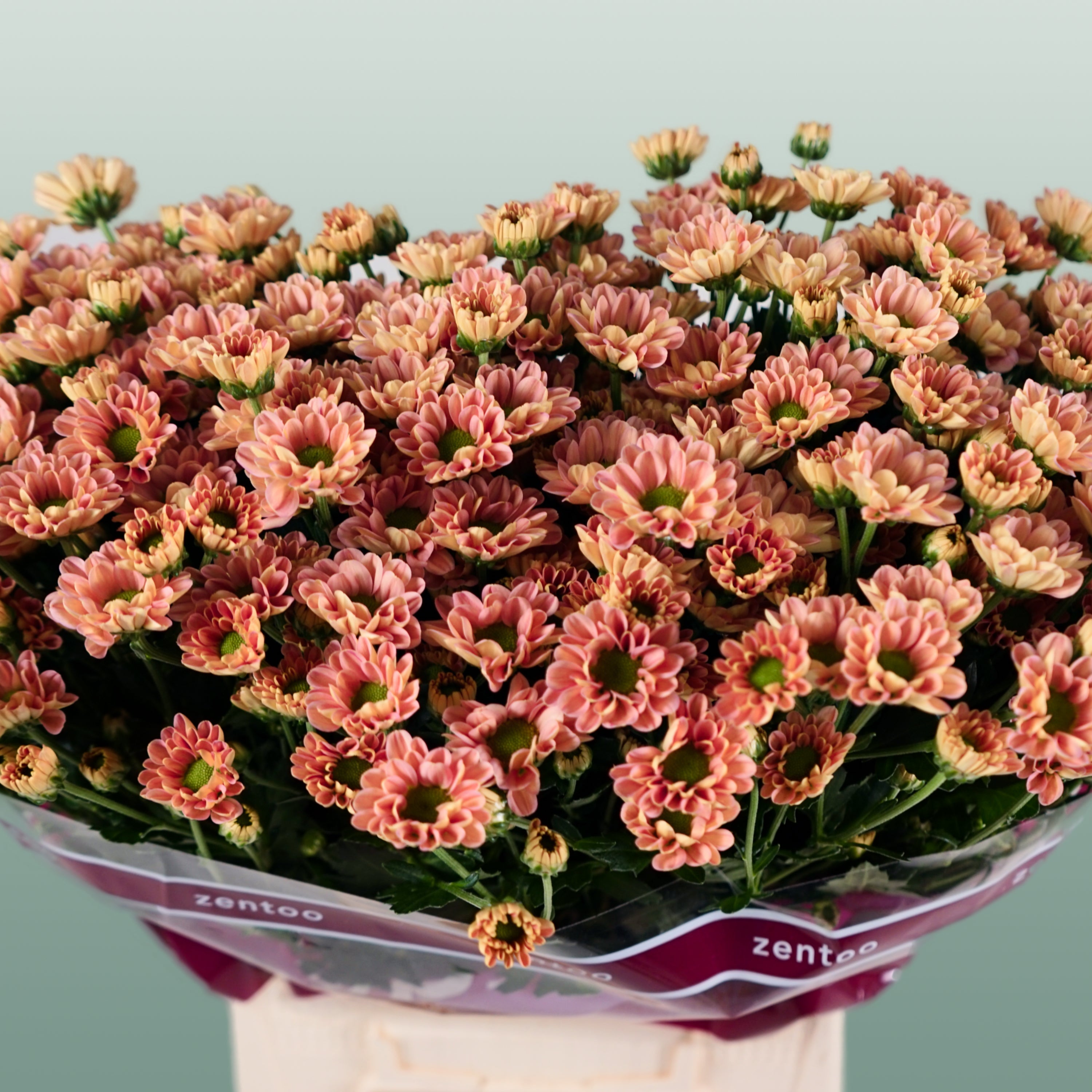 Santini Chrysanthemum - Chrysanthemum - Florossmok