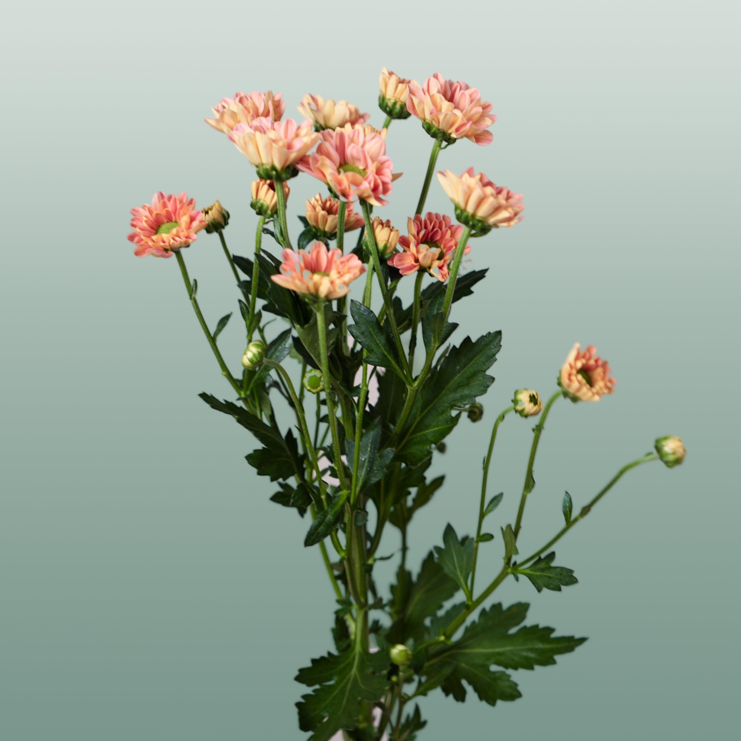 Santini Chrysanthemum - Chrysanthemum - Florossmok
