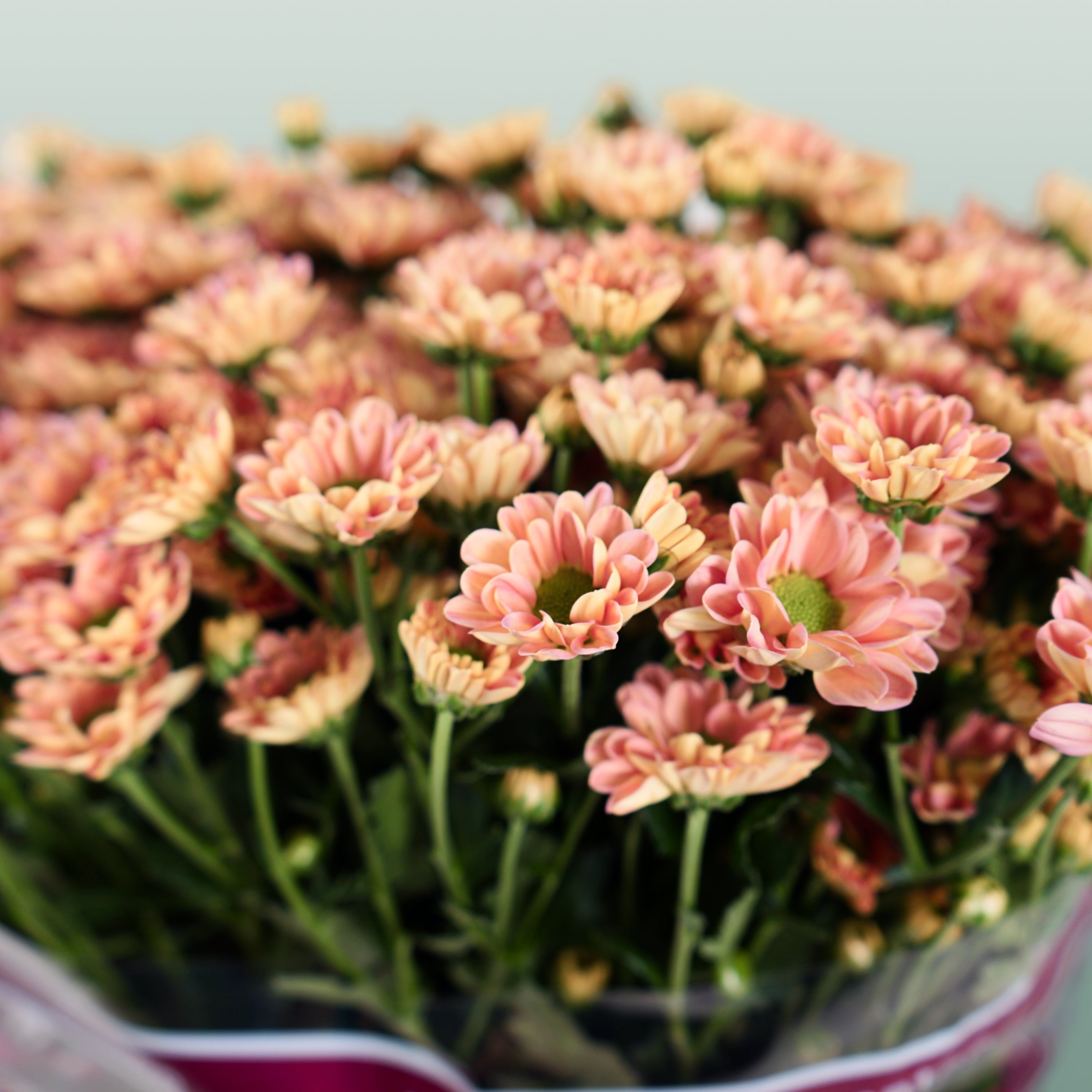 Santini Chrysanthemum - Chrysanthemum - Florossmok
