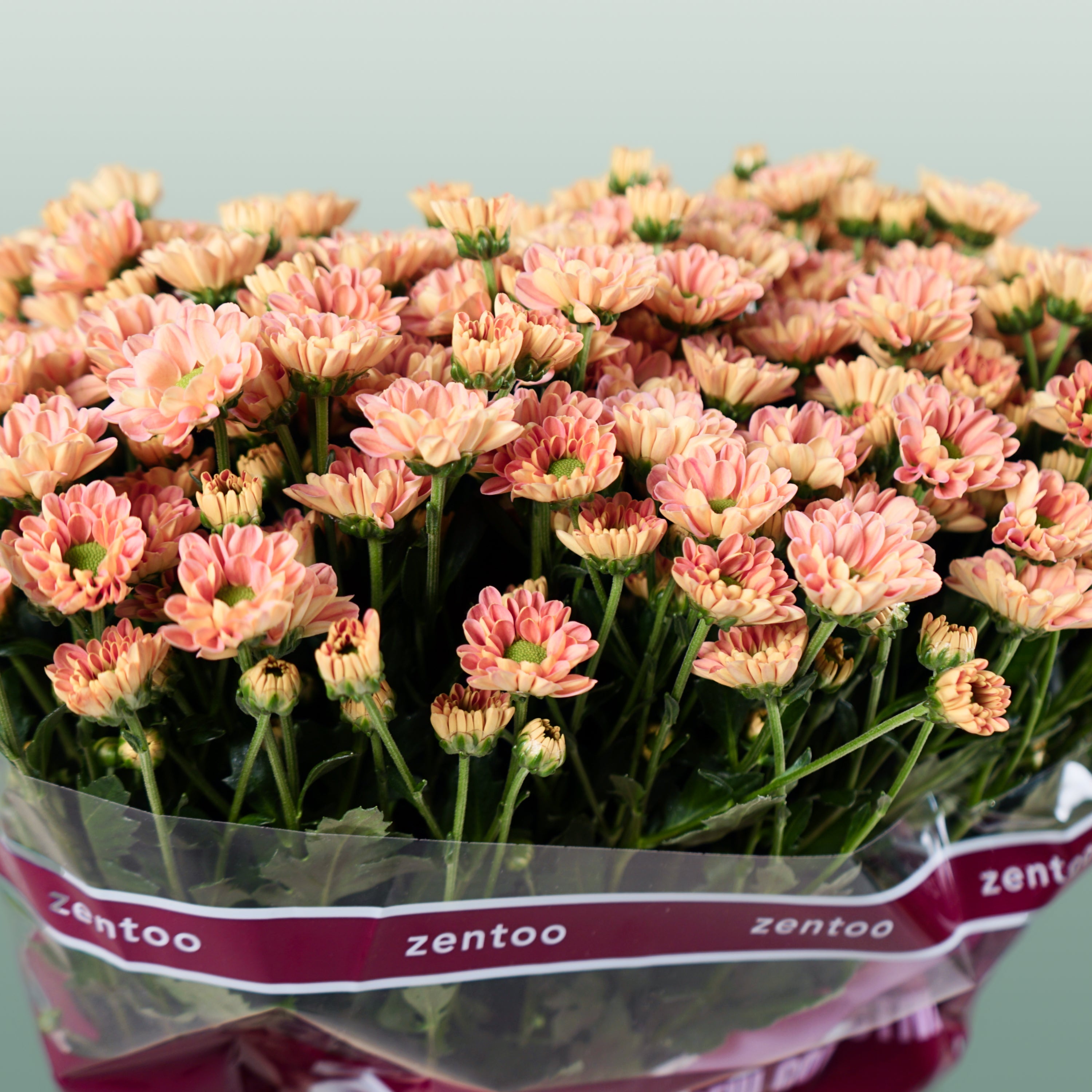 Santini Chrysanthemum - Chrysanthemum - Florossmok